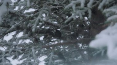 Çam ağacının dalında serçeler otururken kar yağıyor. Yavaş çekim.