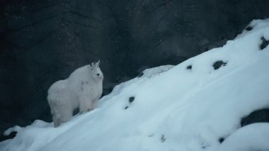 Kayalık dağ keçisi karlı bir tepedeki kameraya bakıyor. Yavaş çekim.