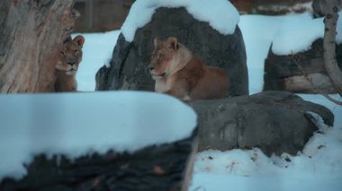 Kışın ormanda karla çevrili bir kayanın üzerinde yatan iki dişi aslan. Yavaş çekim.