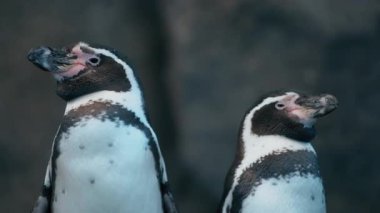 İki Humboldt Pengueni ayakta dikilip etrafa bakıyor. Yavaş çekim.