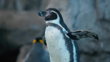 Humboldt Pengueni 'nin kanatlarını açıp, tüylerini sallayarak. Yavaş çekim.
