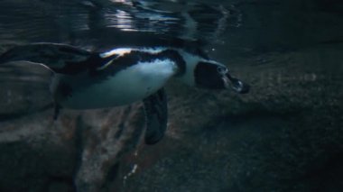 Kulağını kaşıyan bir Humboldt Pengueni 'nin sualtı görüntüsü. Yavaş çekim.