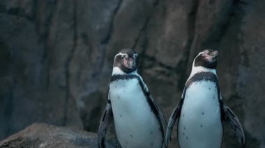 İki Humboldt Pengueni bir kayanın üzerinde durup etrafa bakınıyor. Yavaş çekim.
