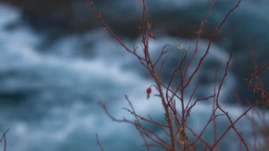 Mavi şelaleye karşı kuru gül kalçası bitkisi. Yavaş çekim.