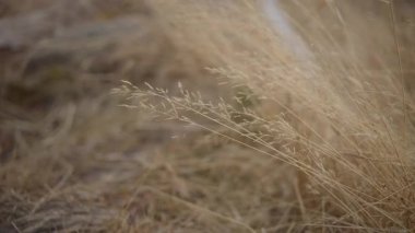 Kurumuş otlar sonbaharda rüzgarda yavaşça esiyor. Ağır çekim, yakın çekim..