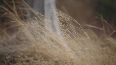 Kuru otlar sonbaharda rüzgarda yavaşça esiyor. Ağır çekim, yakın çekim..