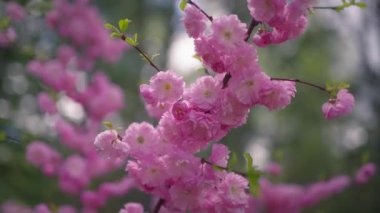 İlkbaharda pembe çiçeklerle açan kiraz ağacı. Ağır çekim, yakın çekim..