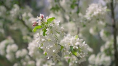 Elma ağacı pınarında açan beyaz çiçeklere yakın. Yavaş çekim.