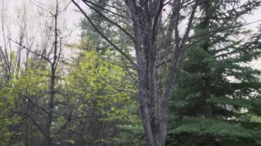 Baharda parkta küçük tomurcukları olan bir ağaç. Yavaş çekim.