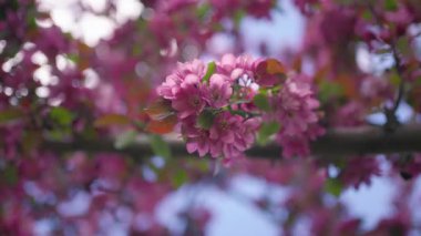 İlkbaharda kiraz ağacında açan pembe çiçeklere yakın. Yavaş çekim.