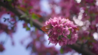 İlkbaharda kiraz ağacında açan pembe çiçeklere yakın. Yavaş çekim.