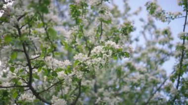 Parkta ilkbaharda elma ağacında açan beyaz çiçekler. Yavaş çekim.