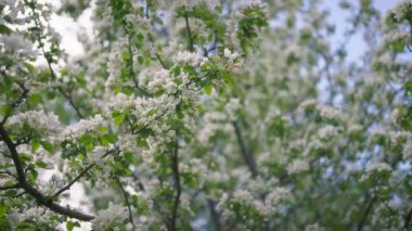 Parkta beyaz çiçeklerle baharda açan elma ağacı. Yavaş çekim.