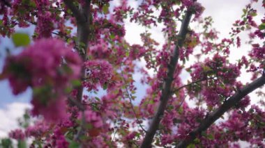 İlkbaharda kiraz ağacında açan pembe çiçekler. Yavaş çekim.