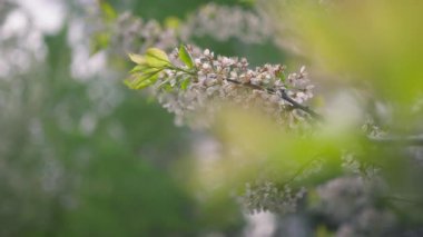 Baharda bir meyve ağacında açan beyaz çiçekler. Yavaş çekim.