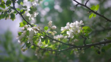 İlkbaharda elma ağacında açan beyaz çiçeklere yakın. Yavaş çekim.