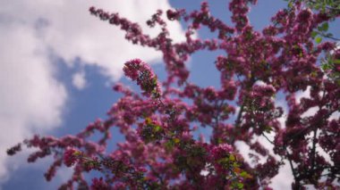 İlkbaharda mavi arka planda pembe çiçeklerle açan kiraz ağaçları. Yavaş çekim.
