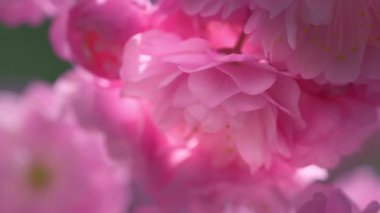 İlkbaharda açan bir kiraz ağacının pembe çiçek yapraklarına yakın. Yavaş çekim.