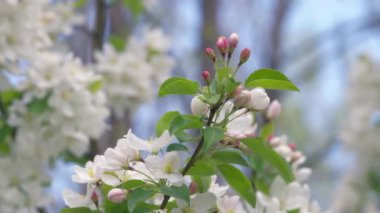 İlkbaharda açan bir elma ağacının beyaz ve pembe çiçeklerini kapatın. Yavaş çekim.