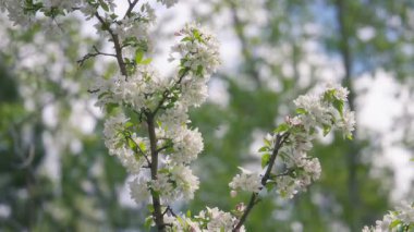 İlkbaharda açan bir elma ağacının beyaz çiçekleri. Yavaş çekim.