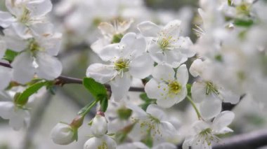 Beyaz çiçeklerle açan bir elma ağacının dalını kapat. Yavaş çekim.