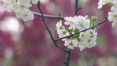 İlkbaharda çiçek açan bir elma ağacının dalını kapat. Yavaş çekim.