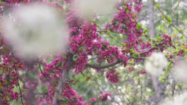 İlkbaharda pembe çiçeklerle açan kiraz ağaçları. Yavaş çekim.