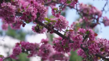 Parkta ilkbaharda pembe çiçeklerle açan kiraz ağaçları. Yavaş çekim.