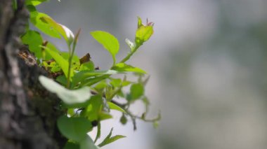 Baharda ağaçta yeni yeşil yapraklar yetişiyor. Yavaş çekim.