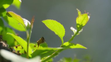 Baharda ağaçta yeni yeşil yapraklar yetişiyor. Yavaş çekim.