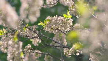 Parkta baharda bir meyve ağacında açan beyaz çiçekler. Yavaş çekim.