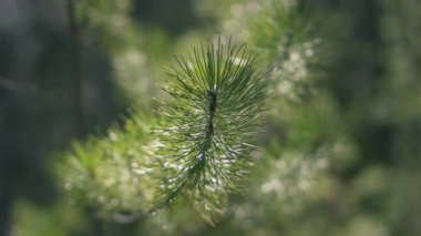 Güneş ışığında yeşil iğneli bir çam ağacının dalını kapat. Yavaş çekim.