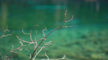 Kanada 'daki Grassi Gölleri' nin kristal berrak turkuaz suları. Yavaş çekim.