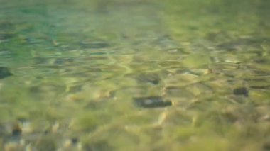 Bir gölün sarı su yüzeyi. Doğal arkaplan, yavaş çekim.