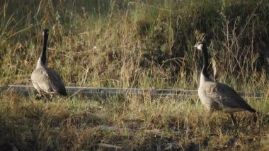 Güneş doğarken çimenlerde yürüyen iki kaz ve küçük sarı ördek yavrusu. Yavaş çekim.