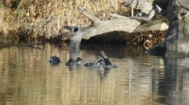 Kuzeyli ördek sürüsü gün doğumunda gölette yüzüyor. Yavaş çekim.