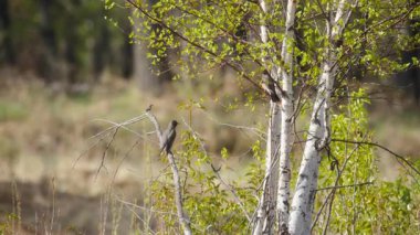 Gün doğumunda Amerikan bülbülü huş ağacında oturuyor. Yavaş çekim.