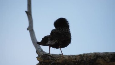 Bir ağaç dalındaki sığırcık tüylerini temizleyip uçarak uzaklaşırlar. Yavaş çekim.