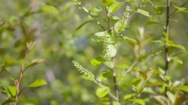 Sabah ışığında armut tomurcukları. Yavaş çekim.