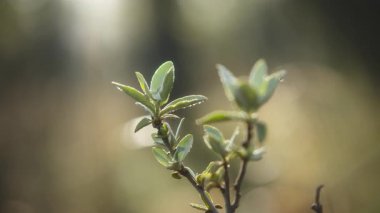 Gün doğumunda bir ağaç dalında yeni yetişmiş küçük yapraklar. Yavaş çekim.