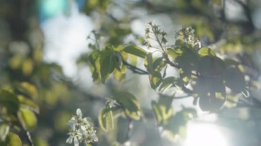 Güneş, gün doğumunda yeşil yapraklar ve beyaz çiçekler arasında parlıyor. Yavaş çekim.