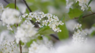 İlkbaharda açan leylak ağacı beyaz çiçekleri. Yavaş çekim.