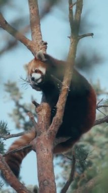 Ormandaki bir çam ağacının tepesinde oturan küçük kırmızı panda. Ağır çekim. Dikey.