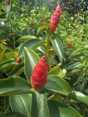 Kırmızı düğmeli zencefil bitkisi ve çiçekler. Kızıl derili botaniği. Costus Woodsonii botanik bahçesinde.