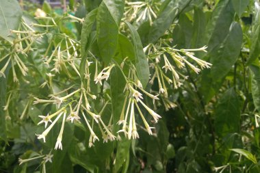 Gece açan İsa, gece çiçeğinin hanımı, gece kokulu İsa, doğada gece kokulu cestrum çiçeği. Bilimsel adı Cestrum Diurnum. Beyaz Flora yeşil bahçede.  