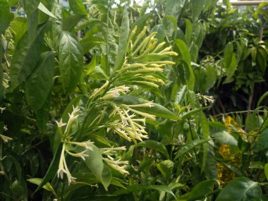 Gece açan İsa, gece çiçeğinin hanımı, gece kokulu İsa, doğada gece kokulu cestrum çiçeği. Bilimsel adı Cestrum Diurnum. Beyaz Flora yeşil bahçede.  