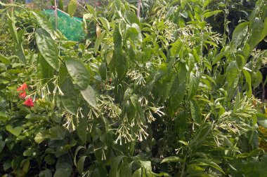 Gece açan İsa, gece çiçeğinin hanımı, gece kokulu İsa, doğada gece kokulu cestrum çiçeği. Bilimsel adı Cestrum Diurnum. Beyaz Flora yeşil bahçede.  
