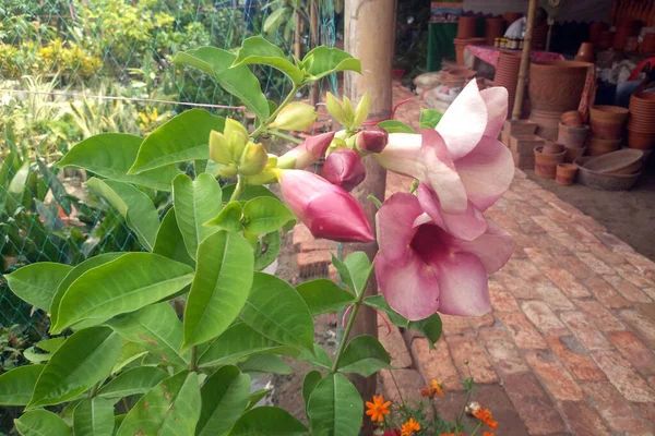 Κεράσια Ιωβηλαίο Αλλαμάντα Ρόδινα Ροζ Λουλούδια Και Μπουμπούκια Κοινώς Ονομάζεται — Φωτογραφία Αρχείου