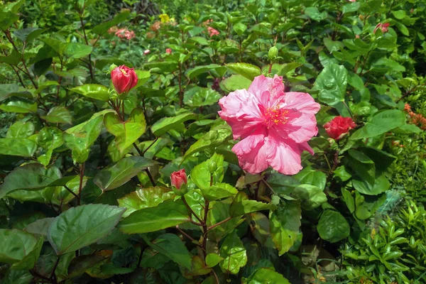 Yeşil Yapraklı Hibiscus Çiçeği Pembe Hibiscus Bahçede Çiçek Açar — Stok fotoğraf
