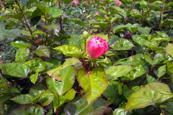 Квітка Гібіскуса Зеленим Листям Природі Рожевий Гібіскус Цвіте Саду — стокове фото